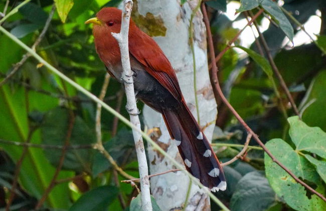 Birdwatching in Villavicencio - Photo 8