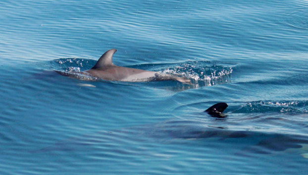 Observation de dauphins