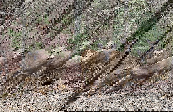 Deer Watch Retreat - Photo 55