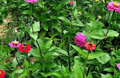 Deer Haven Cabin - Foto 21