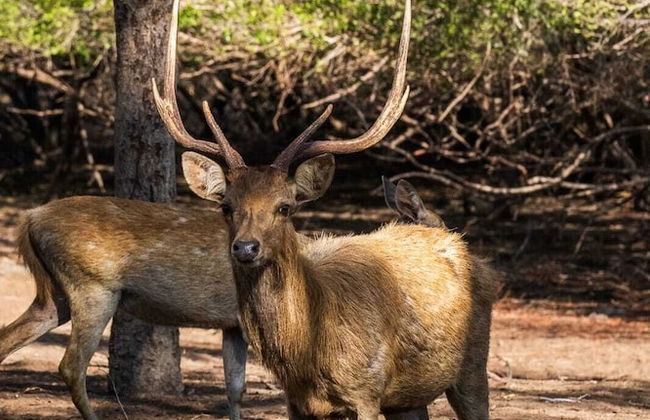 Villa Sari Bumi Menjangan - Photo 41