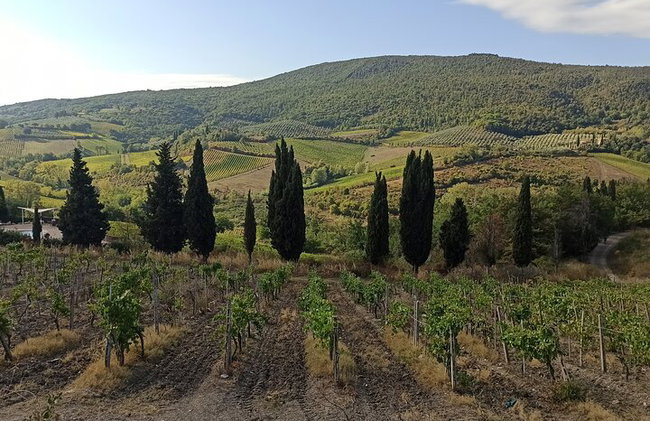"Recorre las onduladas colinas de Chianti" con almuerzo y degustaciones de vino - Foto 19