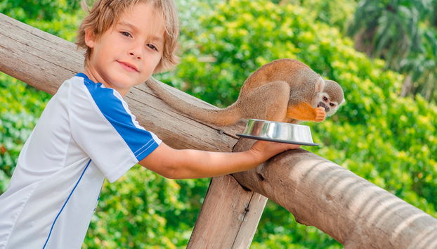 Parque Monkey Land - Foto 4