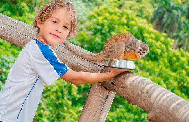 Affenland Safari - Foto 4