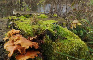 Mazurski Staw - Foto 12