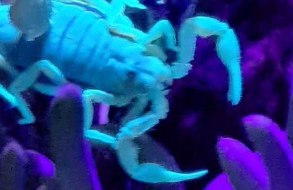 Trilha noturna por Oudtshoorn + Avistamentos de escorpiões - Foto 1