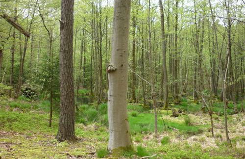 Haus am Sandsteinbruch - Foto 44
