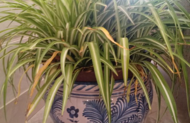 Apartamentos AS Málaga Centro Histórico - Photo 15