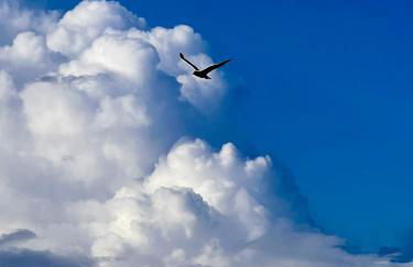 Lobster im Nauticum - Foto 5