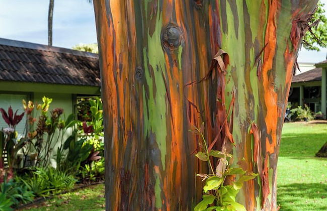 Puamana 2C - Foto 33