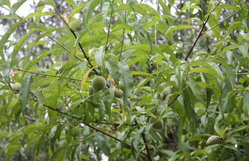 Quinta do Casal da Bica - Foto 31