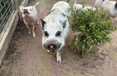 Modern Farmstay Cabin with Friendly Animals, Pond Views & Nature Trails Near Cedar Creek, Texas - Photo 46