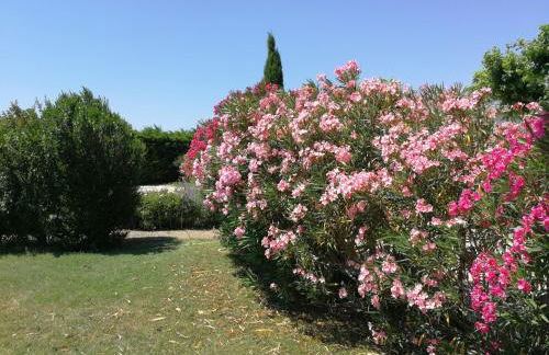 Appartements - Le Mas des Oliviers - Foto 35