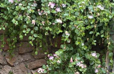 Casa i capperi - Foto 20