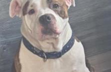 8 Berth Caravan at Blue Dolphin East coast - Foto 35