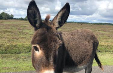 Spire View - New Forest Holiday Home - Photo 35