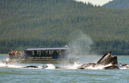 High Grade - Affordable, Near Mendenhall Glacier, Trails, and Conveniences -DISCOUNT ON TOURS! - Foto 19