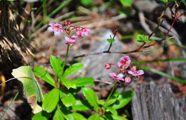 Grandma's Cabin - Foto 29