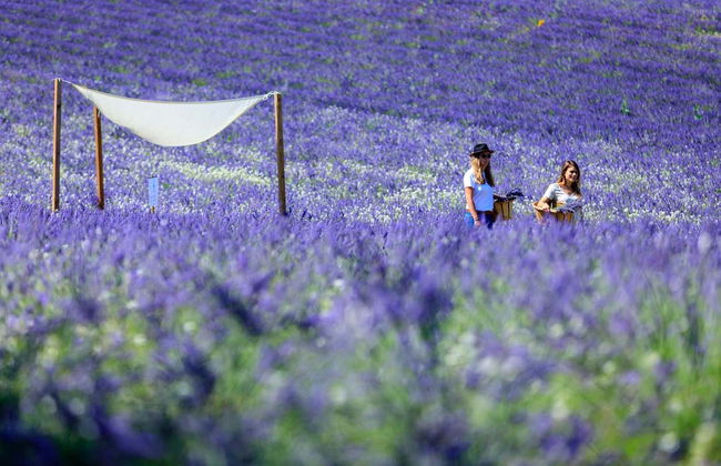 Entrance to Lavender Fields - Photo 5