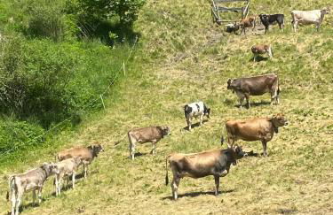 Cedä Meia - Foto 22