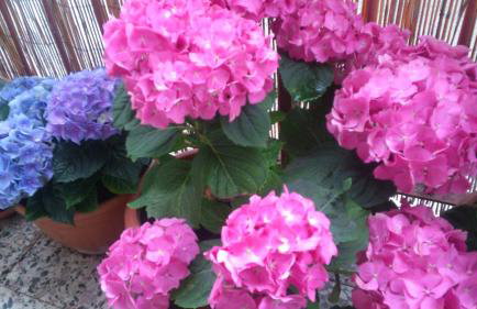 Apartman Snjeska - Foto 14