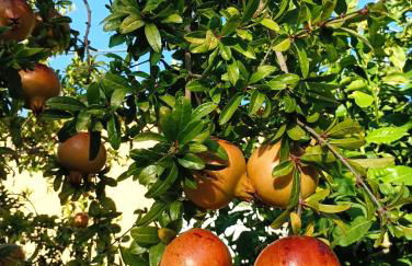 La Pigna Sorrento - Foto 32