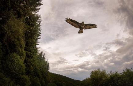 The High Croft - Foto 37