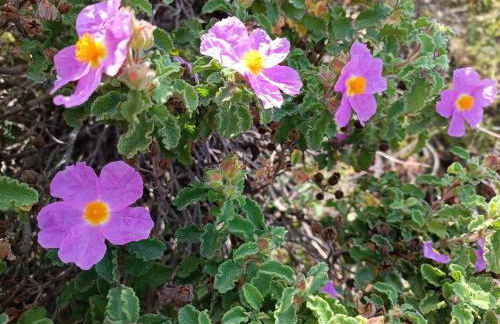 Nymphes Luxury Apartments - Foto 94