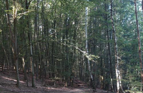 Appartement an der Bicke - Foto 40