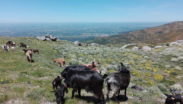 Make friends with locals