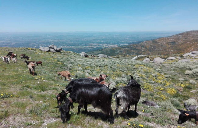 Serra da Estrela Day Trip - Photo 5
