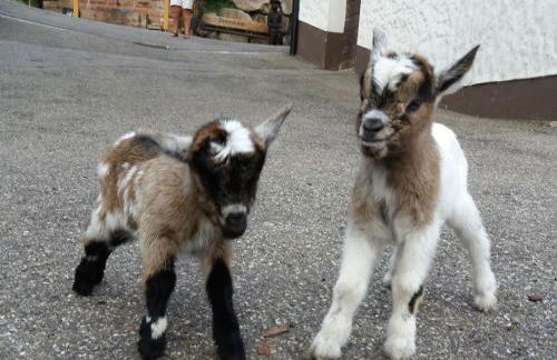 Holderstanzenhof - Foto 7