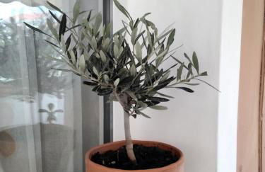 Ralloy Hoyse - Foto 41