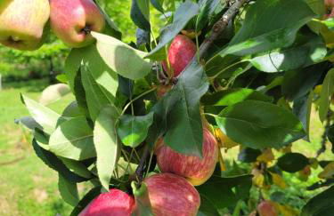 Recanto da Natureza- Chalé - Foto 11