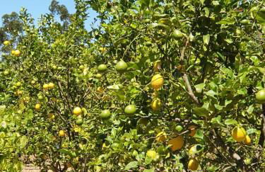 Casinha Laranja - Foto 40