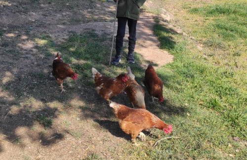 Allotjament Rural Solsona - Photo 38