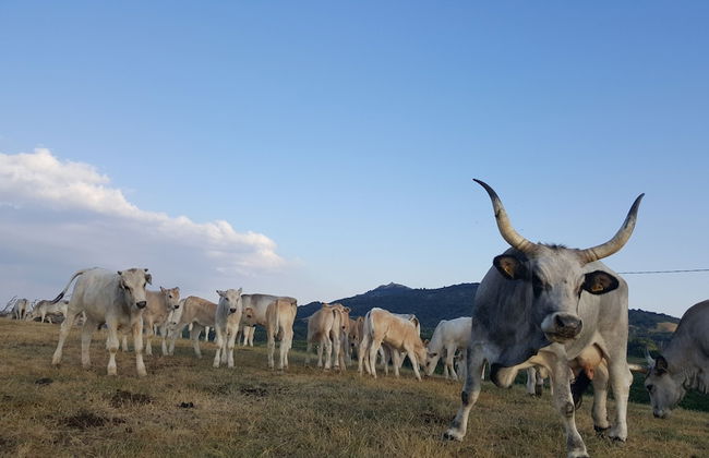 Agriturismo Bio I Rondinelli - Foto 27