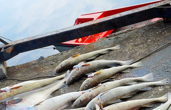 11 Person Holiday Home in Syvde - Foto 13