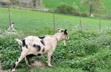 Ca l'Oreneta - Foto 51