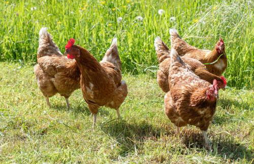 Willmüllerhof - Foto 11