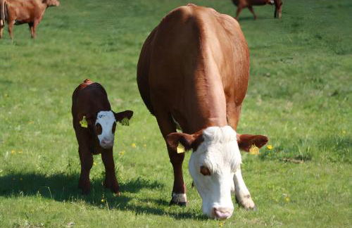 Bürschtehanse-Hof - Foto 7