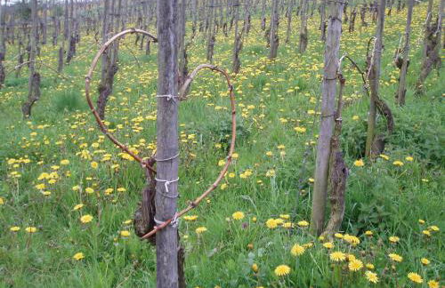 Ferienhaus Zenz - Ferienwohungen - Foto 49