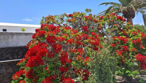 Loma Verde Puerto del Carmen - Foto 5