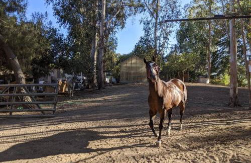 Farm house retreat on the hills near BART - Foto 22