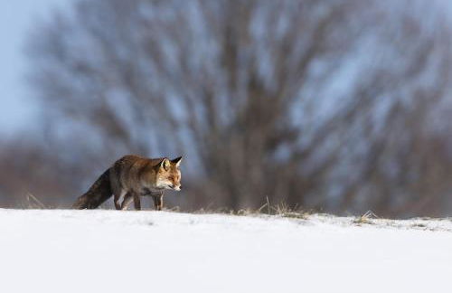 Gite du Brin d'Herbe - Foto 21