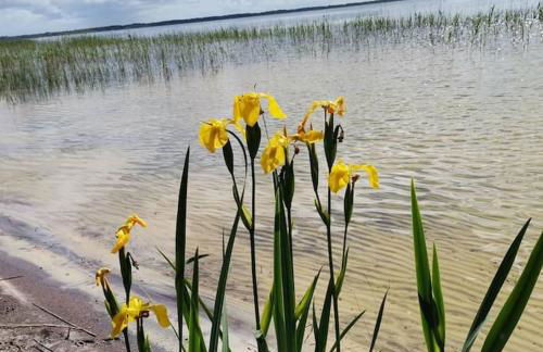 Maison des fleurs d'Ajoncs - Photo 21
