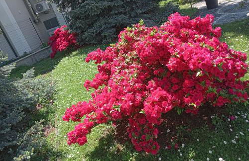 Residenza il Rododendro - Foto 14