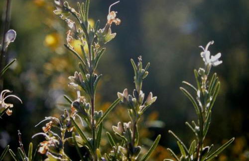 Le Mouton à 5 Pattes Aubagne-Cassis-Aix en Provence - Foto 38