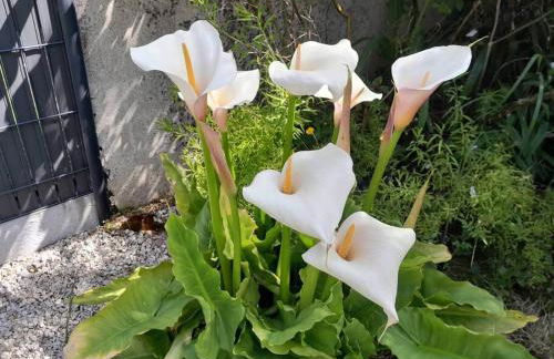 Gîte tante Jeanne - Foto 35