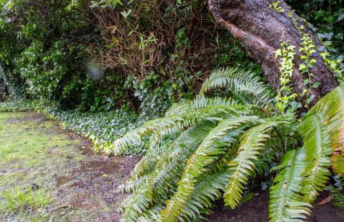 Private Home - #RedwoodSkyWalkRetreat - 5BD, Pro Pool Table, BBQ, Foosball, Darts, Fireplace, Movie Projector, Stereo, Cotton Bedding - Foto 49